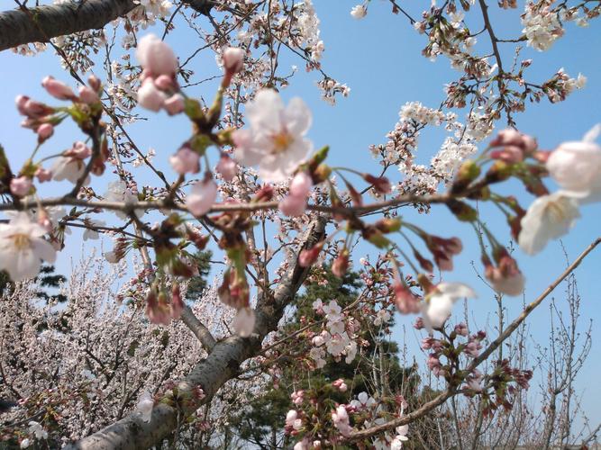 风和日暖春光好 &middot; 赏花踏春游财神